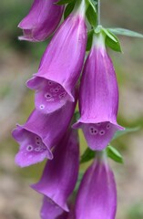 Epi de Digitale Pourpre, Purple foxglove (Digitalis purpurea) fleurissant dans une clairière. © VeroniqueMonin