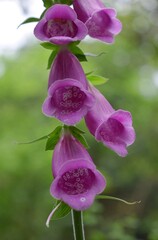 Détail d'un épi de Digitale Pourpre, Purple foxglove (Digitalis purpurea) fleurissant dans une...