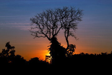 Fototapeta premium Atardecer en las pampas del Yacuma