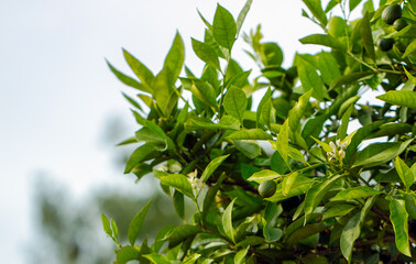 Tangerine orange tree blossoming, agriculture concept. Orange tree blossom close-up, unripe oranges on the tree, beautiful blurred background