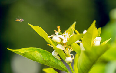 Tangerine orange tree blossoming, agriculture concept. Orange tree blossom close-up, unripe oranges on the tree, beautiful blurred background