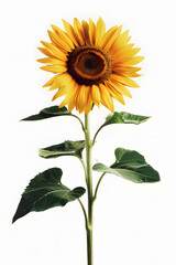 Fototapeta premium Sunflower flower on solid color background