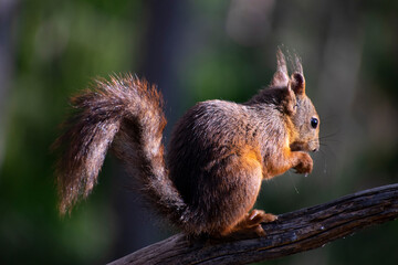 Squirrel