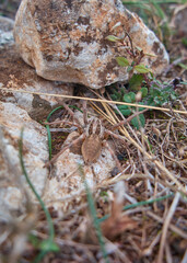 Wolf spider
