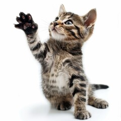 Charming Kitten Raising Paw. Generative AI.