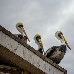 Several pelicans on the roof