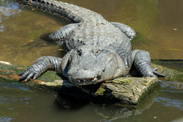 Large Alligators basking in the sunlight at an alligator farm in St Augustine Florida.