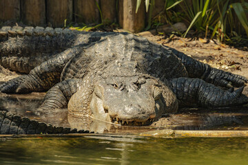 Large Alligators basking in the sunlight at an alligator farm in St Augustine Florida.