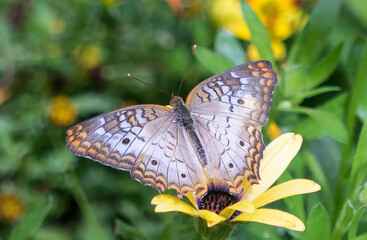 Butterfly on flower