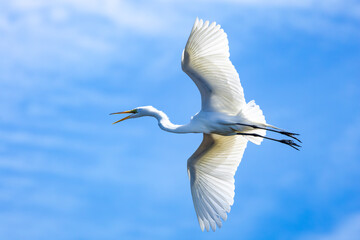 Great Egrets flying over egret rookery in St Augustine Florida.