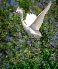 Snowy Egret flying over trees at a wetland bird rookery in St Augustine Florida.
