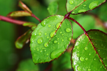 Waterdrops leaf