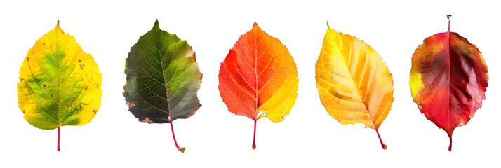 Obraz premium Autumn Leaves in a Row