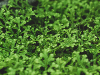 Kolorowe kwiaty w ogrodzie botanicznym © Patryk