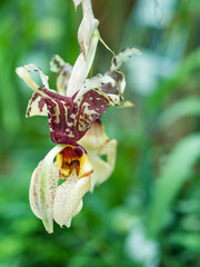 Kolorowe kwiaty w ogrodzie botanicznym © Patryk