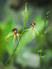Kolorowe kwiaty w ogrodzie botanicznym © Patryk