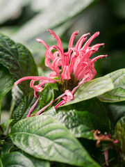 Kolorowe kwiaty w ogrodzie botanicznym © Patryk