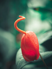 Kolorowe kwiaty w ogrodzie botanicznym © Patryk