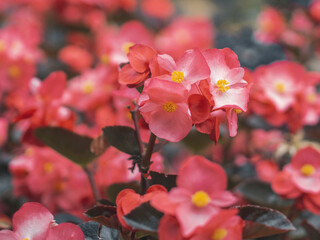 Kolorowe kwiaty w ogrodzie botanicznym © Patryk