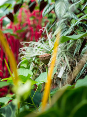 Kolorowe kwiaty w ogrodzie botanicznym © Patryk