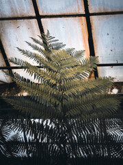 Kolorowe kwiaty w ogrodzie botanicznym © Patryk