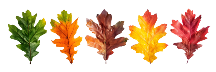 Oak Leaves in Autumn Colors