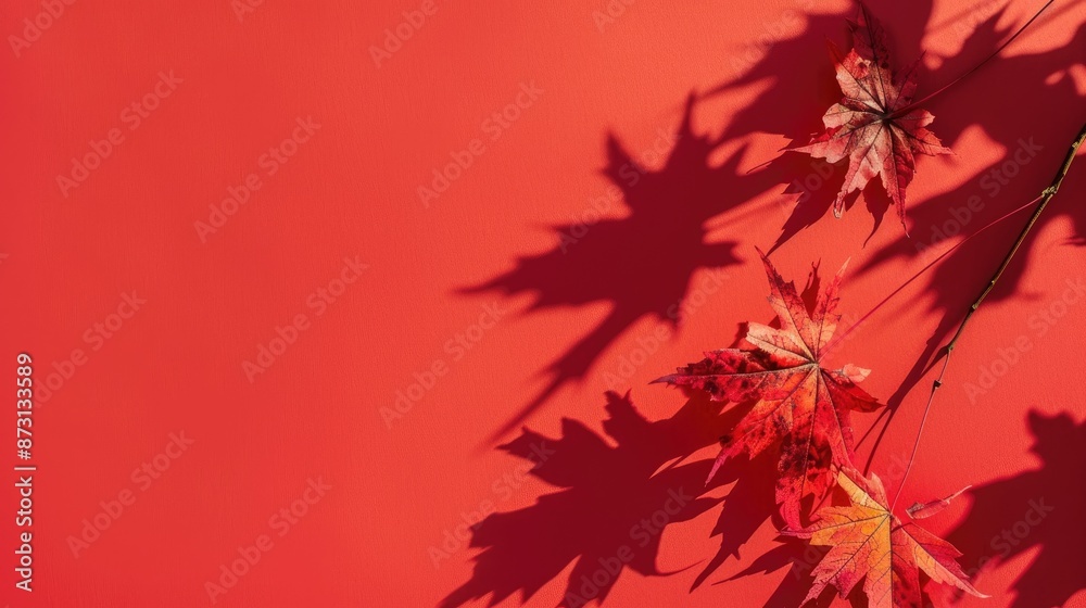 Wall mural minimal autumn concept with maple tree leaves casting shadows on a red backdrop trendy flat lay with