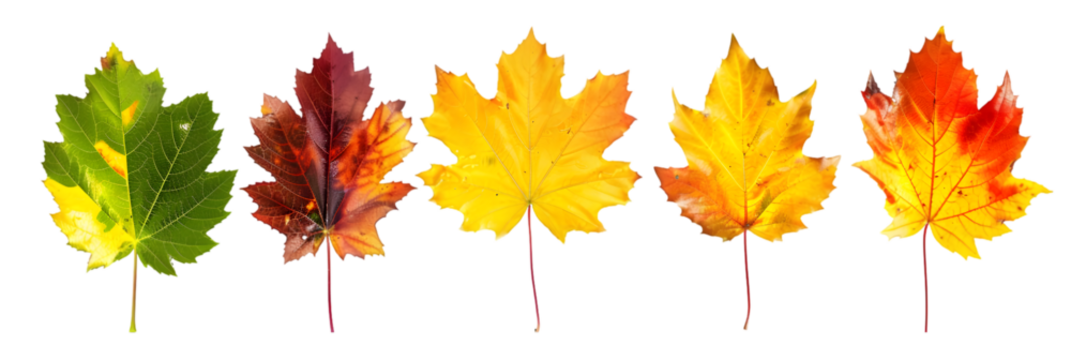 Five Maple Leaves in Various Stages of Fall