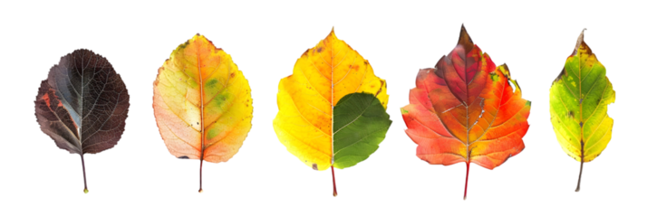 Five Autumn Leaves on Black Background