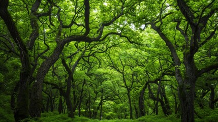 Lush green forest with ancient