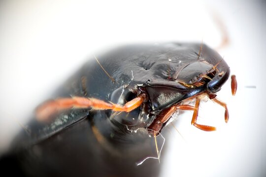 Extremely detailed photo of bug's head. Whirligig beetle in macro (Gyrinus natator). Head of the beetle with detailed antennaes and palps. Nature, insects concept.