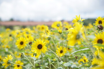 Obraz premium 7月に訪れた千葉県のヒマワリ畑