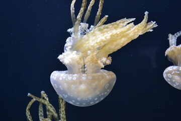 Ocean Ballet: Jellyfish Swimming Upside-Down