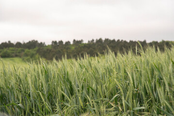 Green wheat growing in field with tirbune view on background