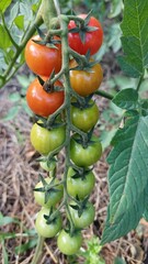 tomatoes in a greenhouse