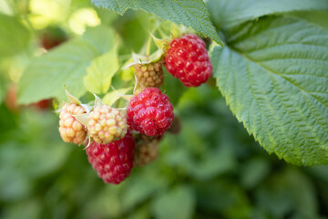 Framboises sur plan, jour, horizontal