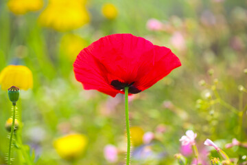 red poppies beetween wildflowers in a summer meadow
