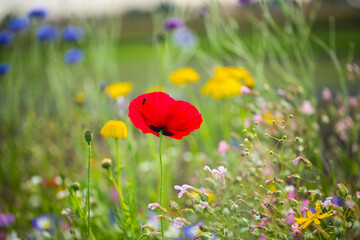 red poppies beetween wildflowers in a summer meadow