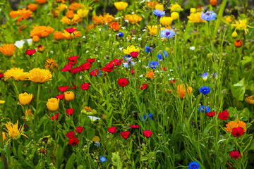 Wildflowers in a colorful mix,  mössinger summermeadow