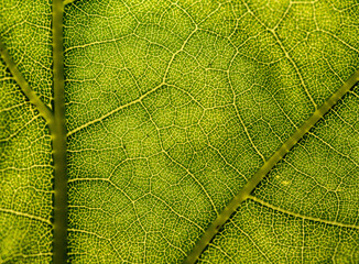 green leaf veins texture in detail