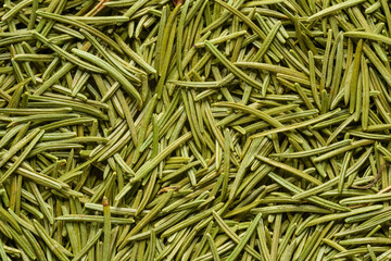 spruce needles texture in detail
