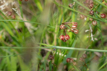 ニワゼキショウの小さな種子