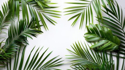 Fototapeta premium Palm Leaf Frame on White Background for Trendy Tropical Theme