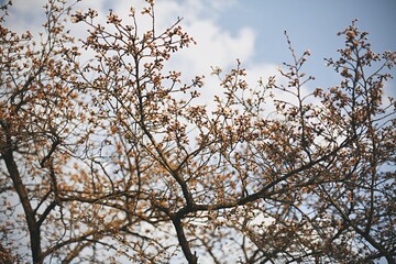 cherry blossom