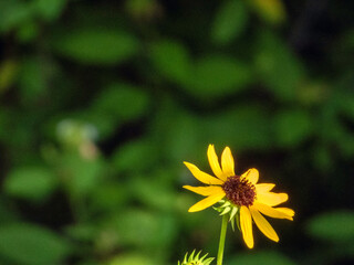 Brittlebush flowers attract butterflies and bees