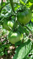 tomato on a vine