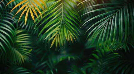 Copy space on palm tree leaf background