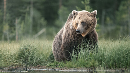 Obraz premium A brown bear sits in tall grass near a pond