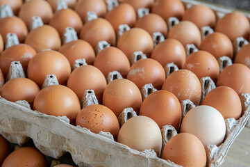 Eggs neatly arranged in a storage container