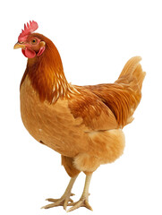 Fototapeta premium Full-sized brown chicken with a red comb, standing against a pure white background